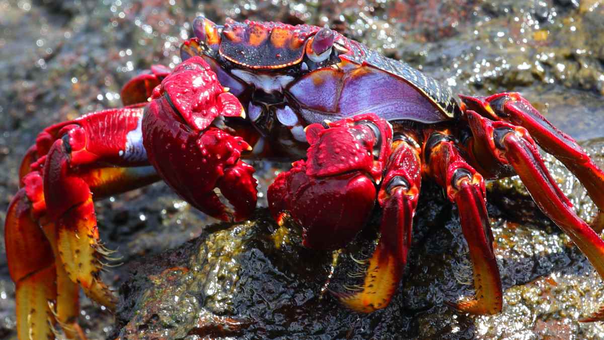 Scientists immediately ask not to boil this type of seafood at Christmas: a study confirms it.