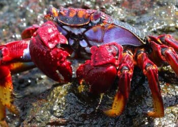 Scientists immediately ask not to boil this type of seafood at Christmas: a study confirms it.