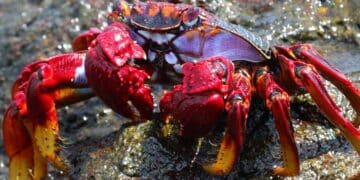 Scientists immediately ask not to boil this type of seafood at Christmas: a study confirms it.