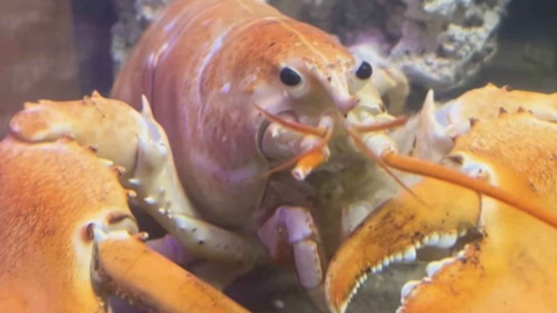 Close-up of an extremely rare golden lobster recently saved from becoming seafood