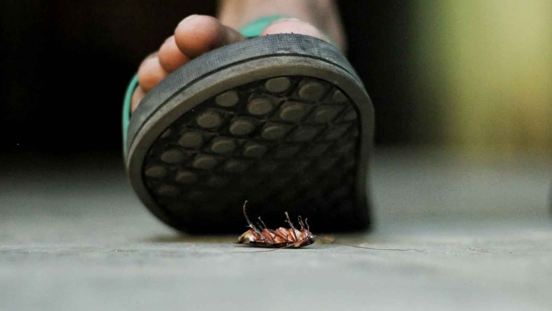 Person stepping on a cockroach with a sandal, highlighting health risks of spreading bacteria at home.