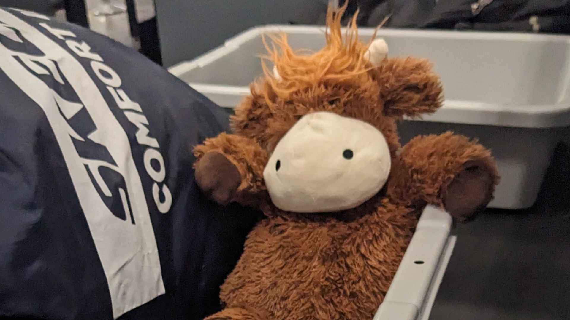 Stuffed animal inside airport security tray during TSA screening