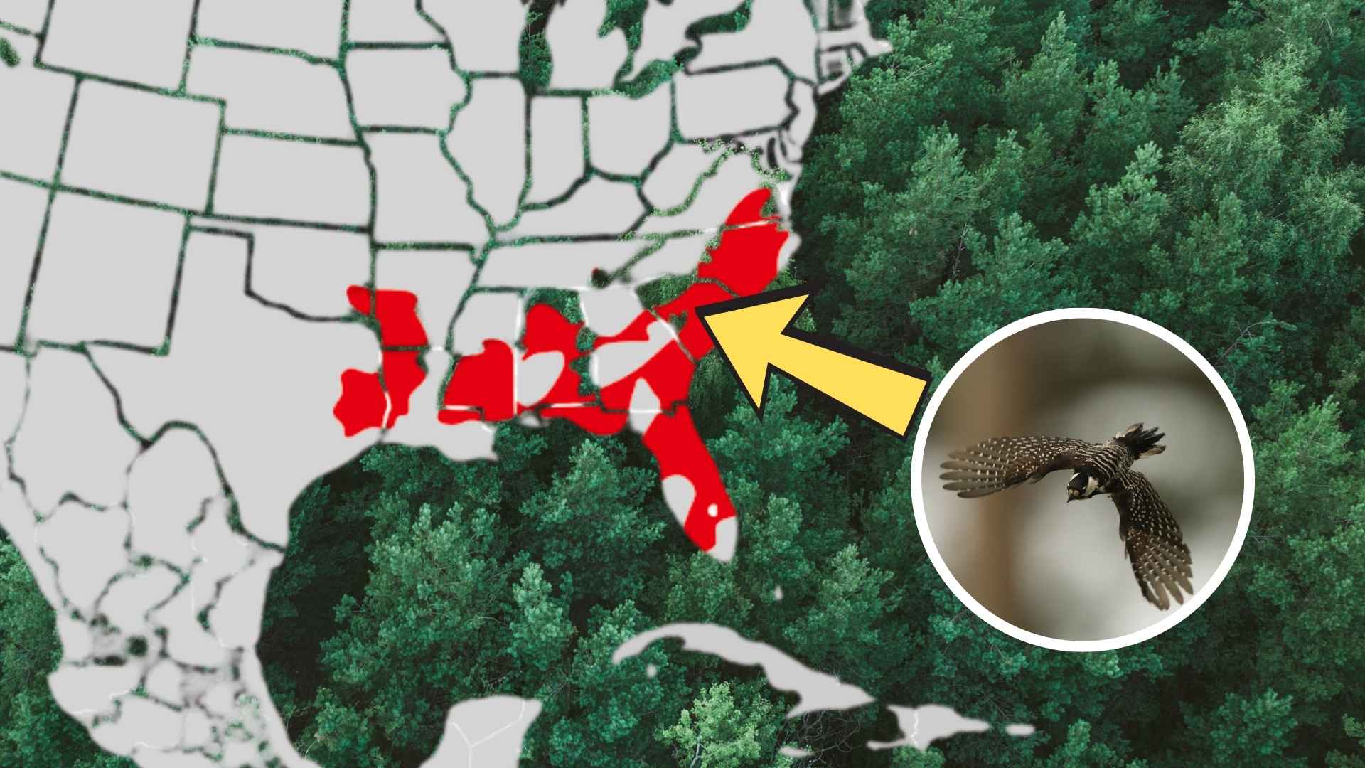 Range map highlights the endangered red-cockaded woodpecker’s triumphant return to Peachtree Rock after fifty years, shown with an inset flight photo.