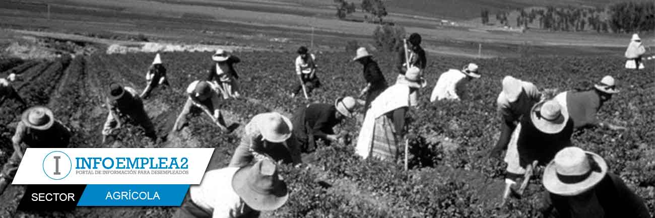 trabajo sector agrícola