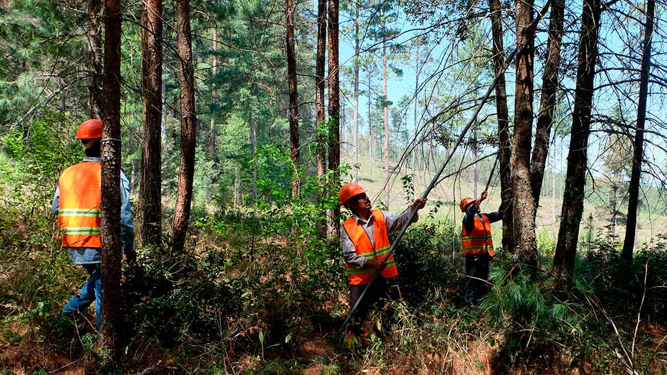 trabajar sector forestal