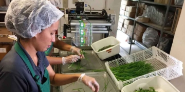 trabajar fabrica envasado verduras