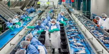 Se publica una oferta de empleo para trabajar en fábrica de pescado