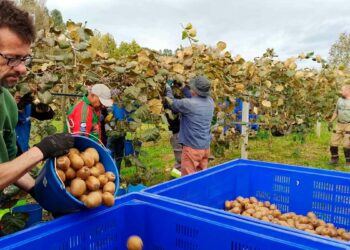 Oferta de empleo para trabajar en la recogida del kiwi.