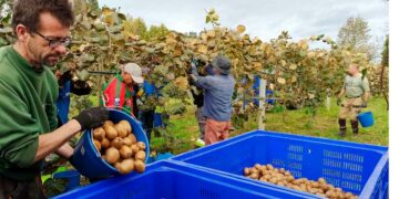 Oferta de empleo para trabajar en la recogida del kiwi.