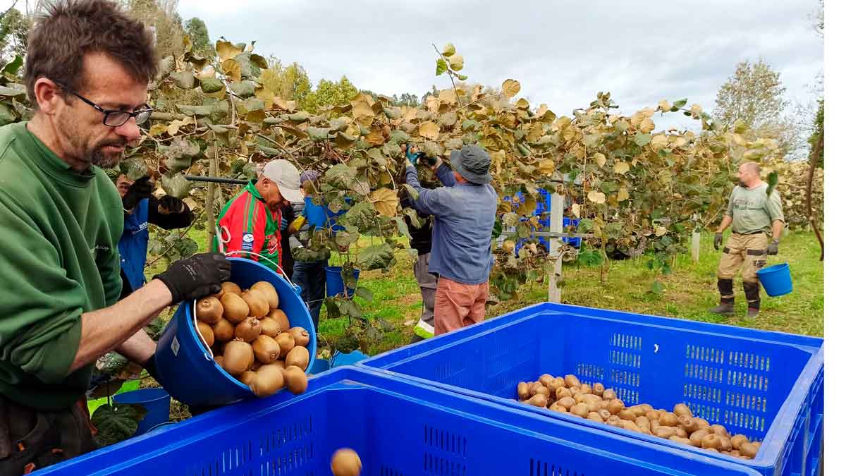 Oferta de empleo para trabajar en la recogida del kiwi.