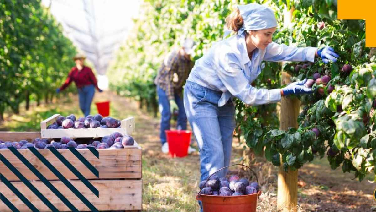 Oferta de empleo para trabajar en recolector de fruta