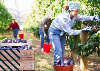 Oferta de empleo para trabajar en recolector de fruta