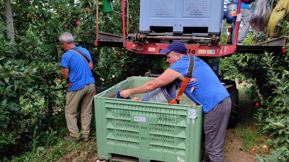 Temporeros Francia recolección manzana alojamiento gratis