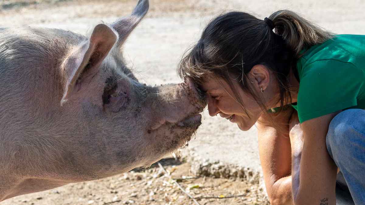 Oferta de empleo para trabajar en granja porcina cuidando animales