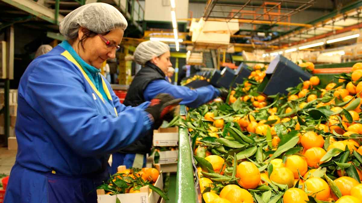 Necesitan personas Castellón trabajar encajado naranjas