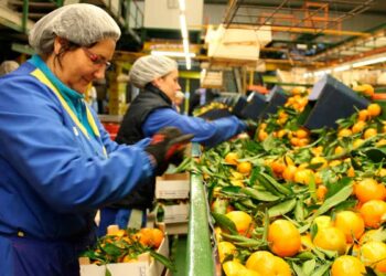 Necesitan personas Castellón trabajar encajado naranjas