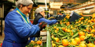 Necesitan personas Castellón trabajar encajado naranjas