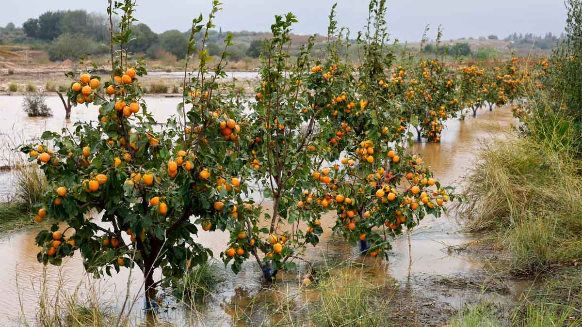 Paquete ayudas directas agricultores ganaderos afectados DANA requisito