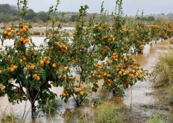 Paquete ayudas directas agricultores ganaderos afectados DANA requisito