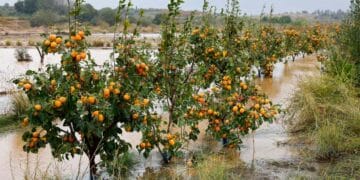 Paquete ayudas directas agricultores ganaderos afectados DANA requisito