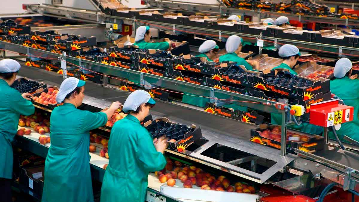 Oferta de empleo con 90 vacantes para trabajar en una planta de envasado de fruta.