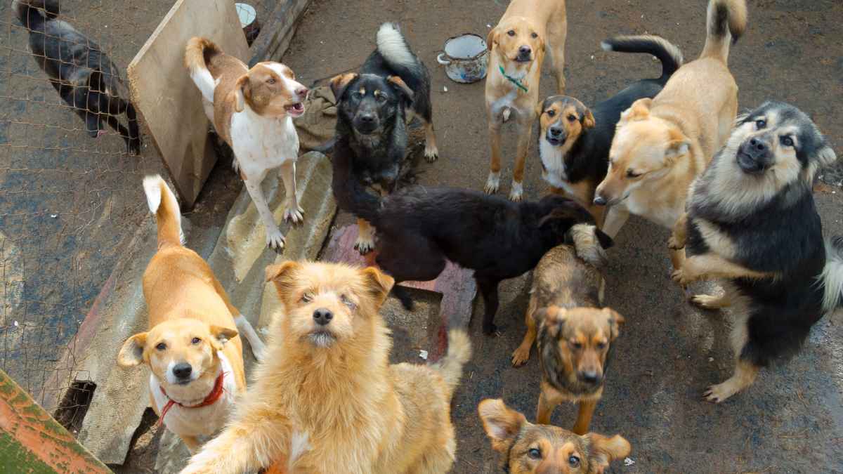 Se necesita personal para trabajar en refugios de animales 20 horas a la semana cobrando 1.400 euros