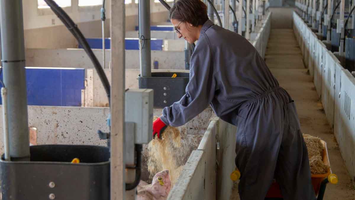 Se necesitan 100 personas para trabajar en granjas.