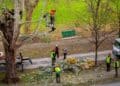 Trabajadores forestales realizando poda de árboles en Sevilla con grúa y equipos de seguridad