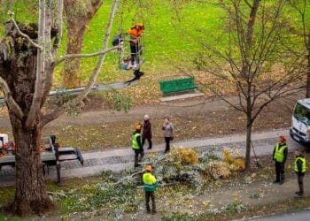 Trabajadores forestales realizando poda de árboles en Sevilla con grúa y equipos de seguridad