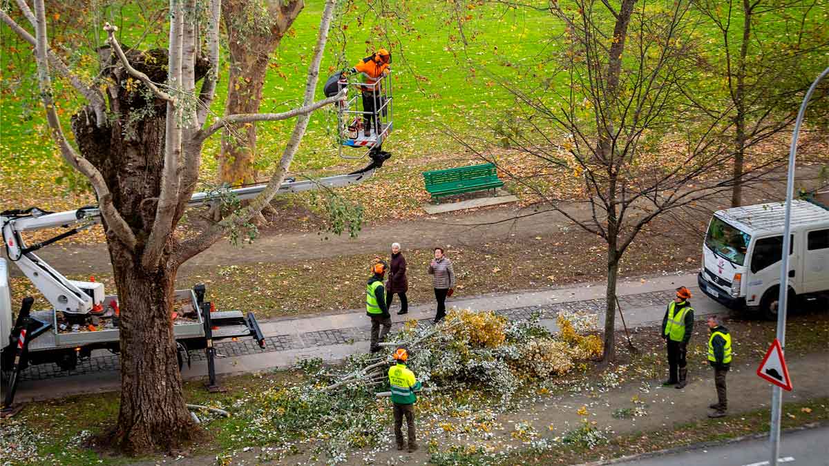 Trabajadores forestales realizando poda de árboles en Sevilla con grúa y equipos de seguridad