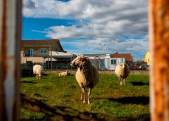 alojamiento gratis holguera caceres cuidar animales