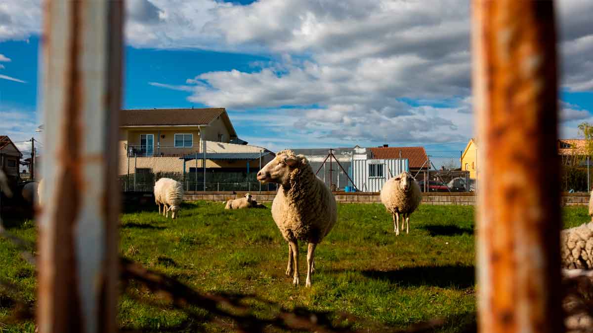 alojamiento gratis holguera caceres cuidar animales