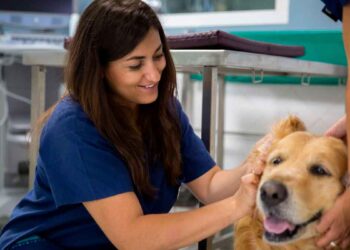 ayuntamiento bilbao trabajar ayudante veterinaria puesto fijo