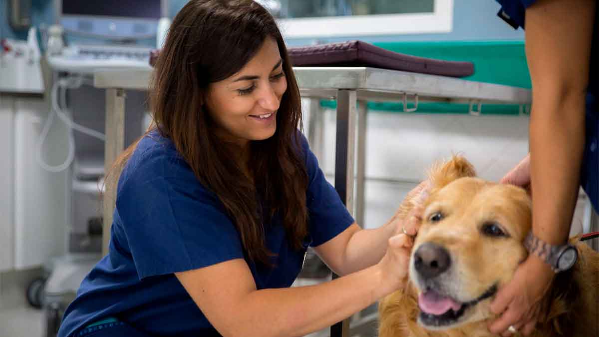 ayuntamiento bilbao trabajar ayudante veterinaria puesto fijo