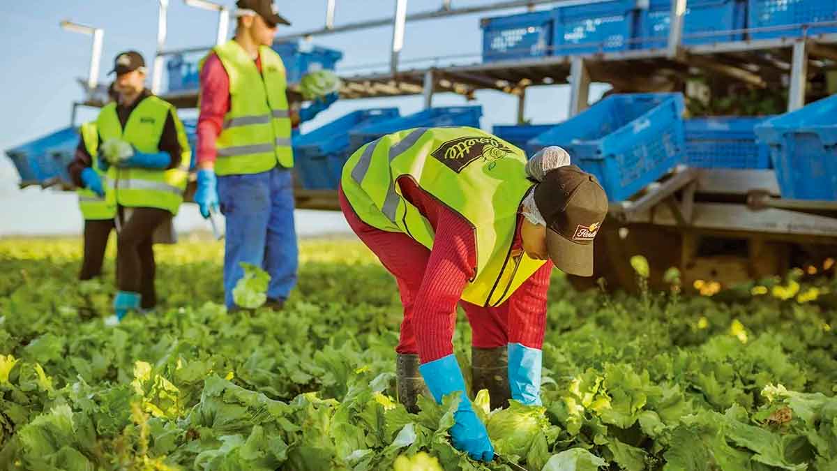 necesitan peones agricolas hinojosa campo soria trabajar huertos florette