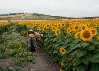 necesitan personas sembrar semillas girasol campo san jose rinconada sevilla