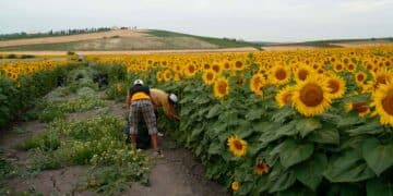 necesitan personas sembrar semillas girasol campo san jose rinconada sevilla