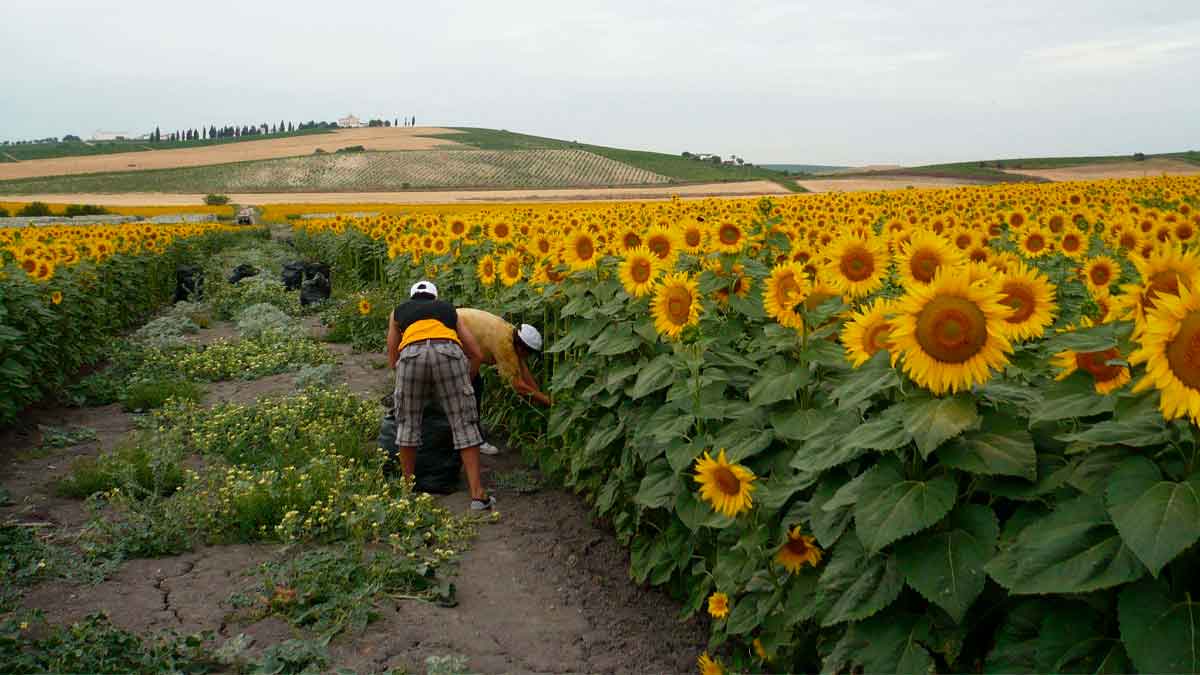 necesitan personas sembrar semillas girasol campo san jose rinconada sevilla