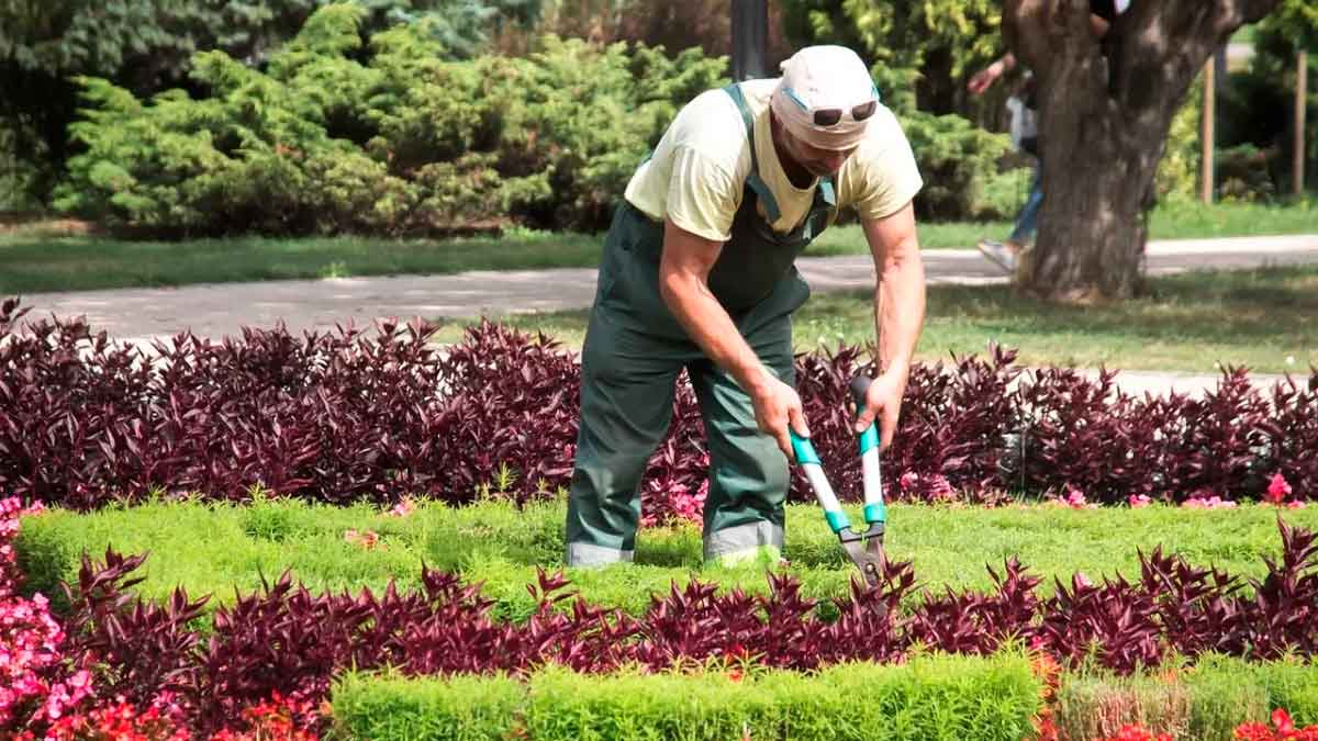 Se lanzan 60 ofertas de empleo para trabajar de jardinero/a.