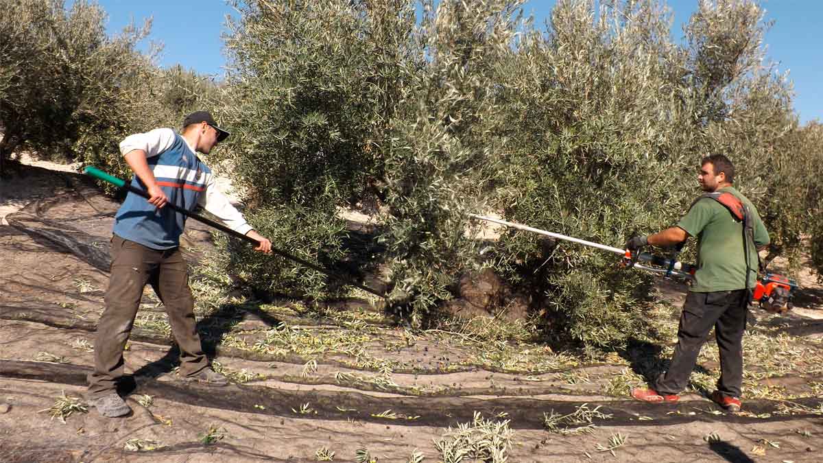cuando donde como quienes pueden solicitar subsidio agrario