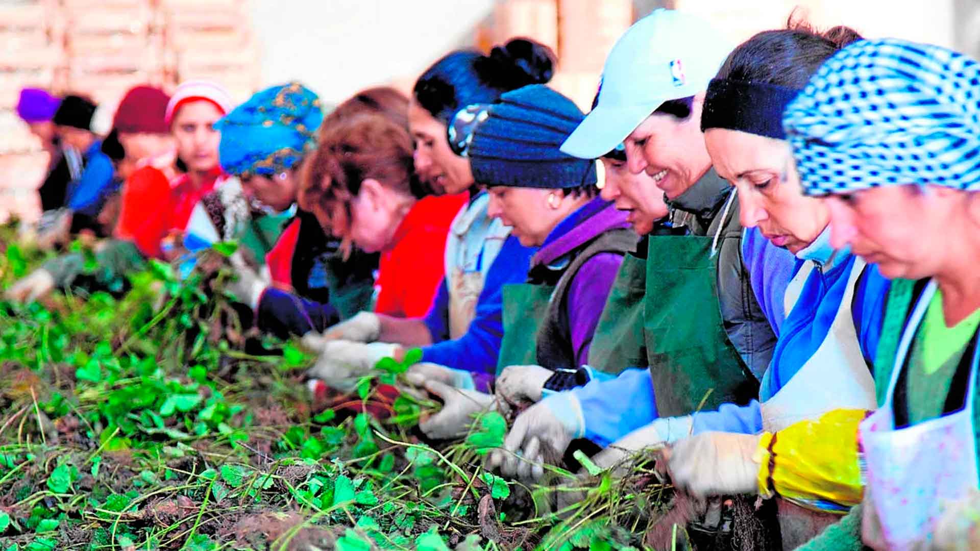 Curso gratis de actividades auxiliares en viveros, jardines y centros de jardinería.