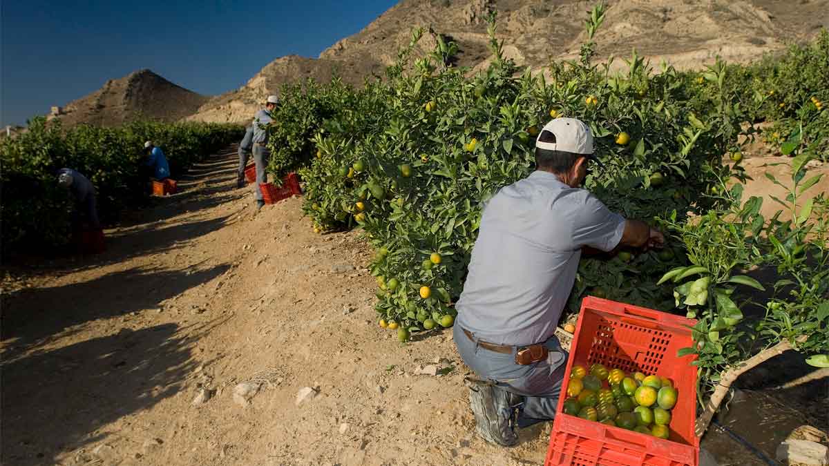 Curso gratis de Fruticultura.