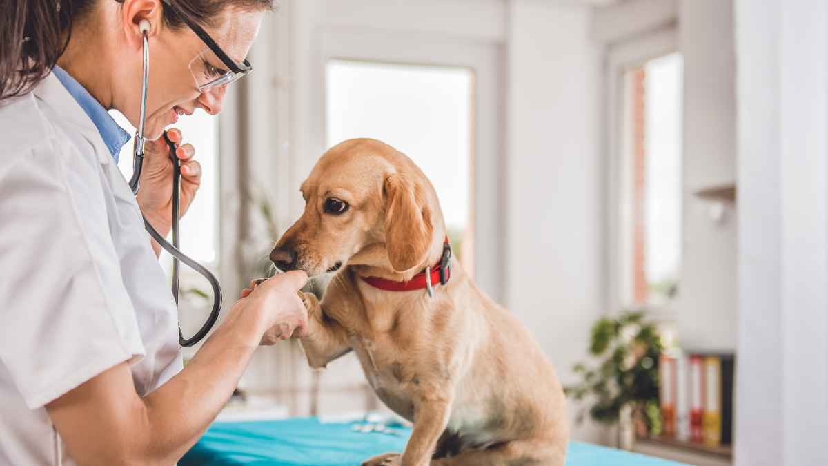 Veterinaria atendiendo a un perro en la consulta con estetoscopio durante una revisión médica