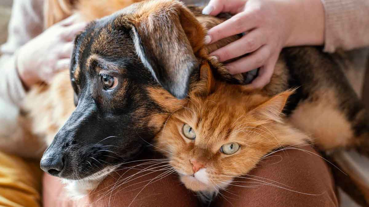 tienes perros gatos hacienda puede devolver pastizal