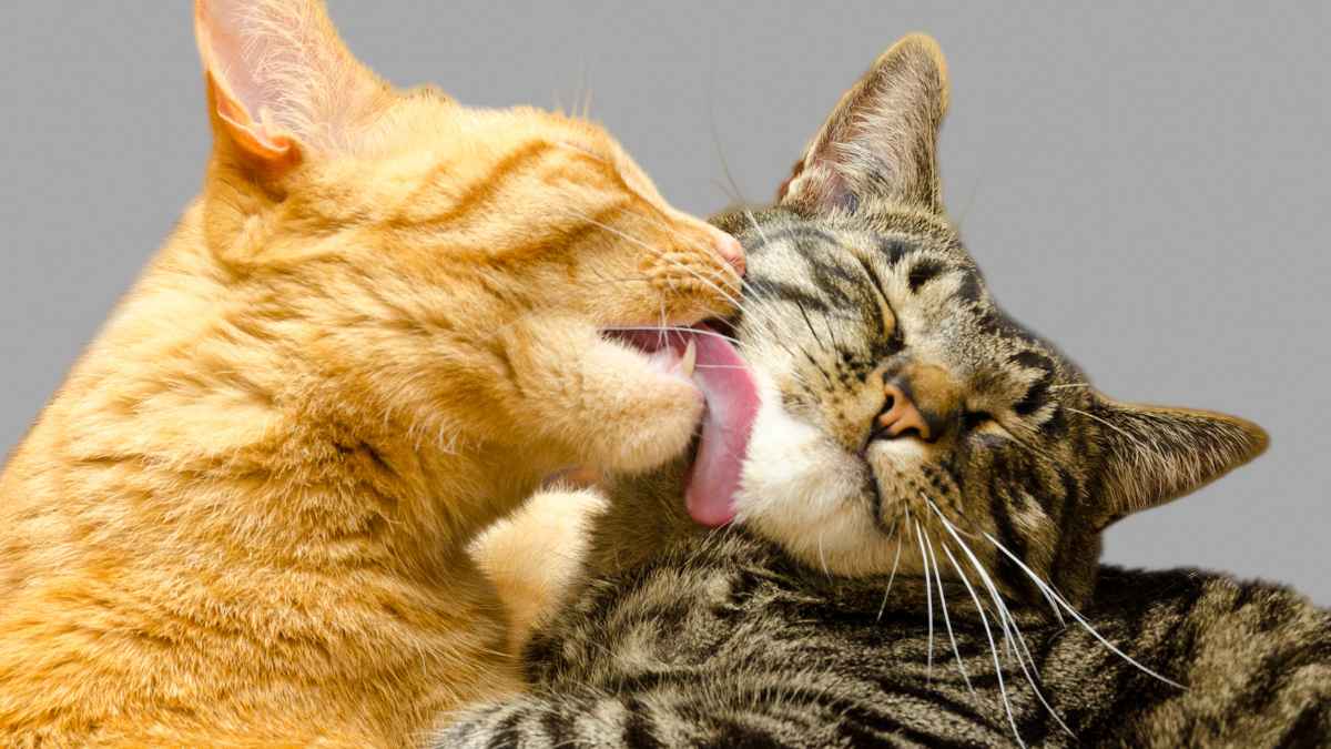 Dos gatos (uno naranja y otro atigrado) se acicalan, aviso del Gobierno a los dueños de gatos en España sobre la nueva ley de bienestar animal