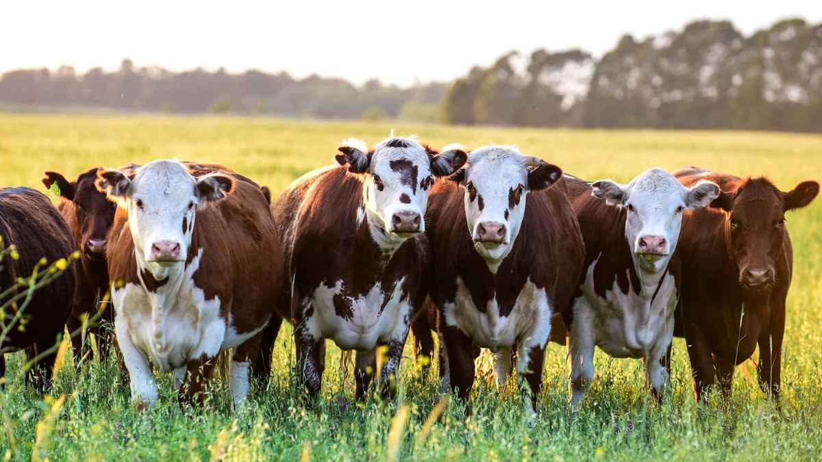Vacas de ganadería ecológica