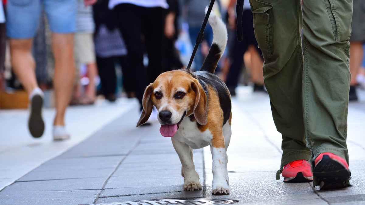 Trabajador paseando a su perro en pleno horario laboral antes del despido improcedente