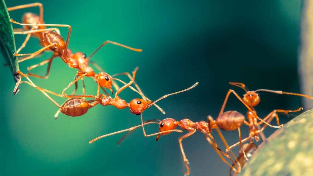 hormigas haciendo un puente