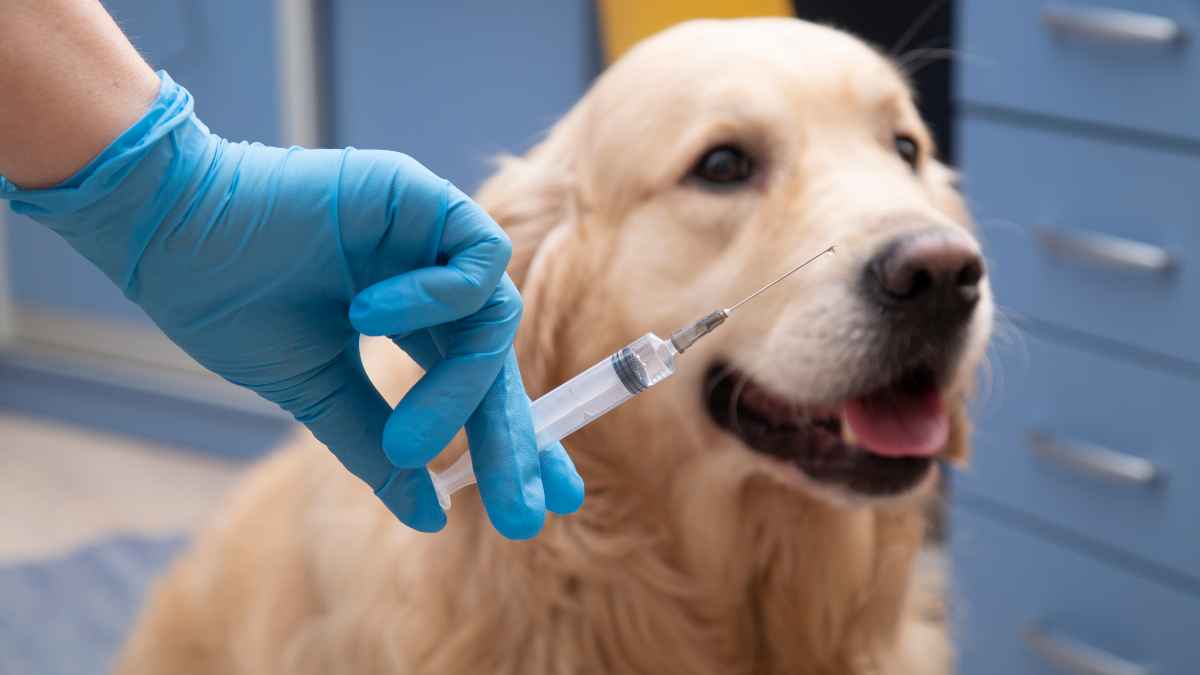 Veterinario con jeringuilla administra tratamiento a perro en clínica tras nueva normativa