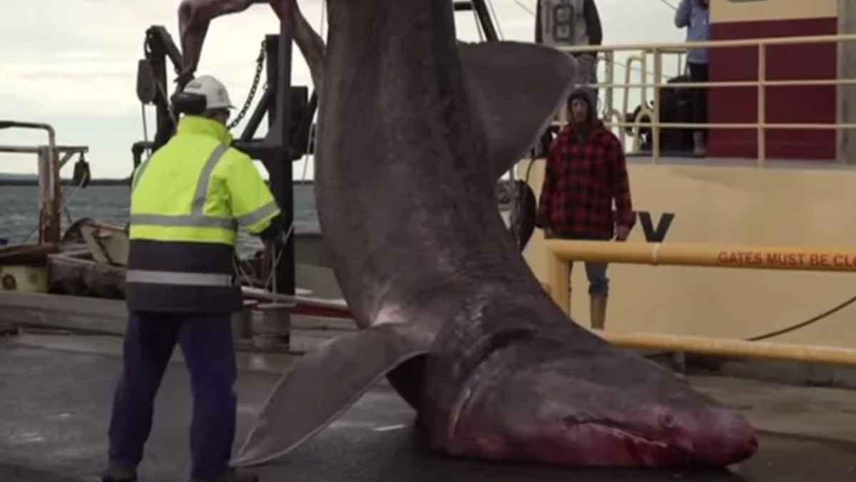 Pesquero español en Port de la Selva con tiburón peregrino de siete metros capturado accidentalmente en cubierta